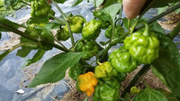 Scotch Bonnet Schneider Farms - Pepper Seeds - White Hot Peppers